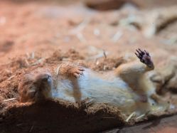 -Zoolung Zoolung动物主题公园(海信广场店)