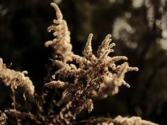 -三圣花乡旅游区