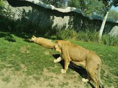 -北京野生动物园