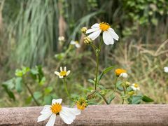 -白鹭湾湿地公园