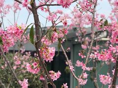 -福建鲤鱼洲酒店