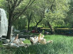 -北京野生动物园