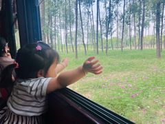 -合肥滨湖国家森林公园