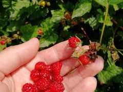 -鲁山国家森林公园