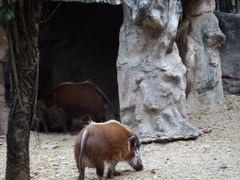 -清迈夜间动物园