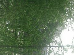 -四川大学(望江校区)