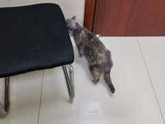 -艾贝尔宠物医院 ·内科全科(梁溪路店)