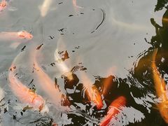-广东圆玄道观