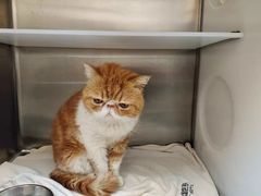 -瑞鹏宠物医院犬猫全科(真大分院)