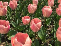 -昆山城市生态森林公园