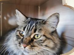 -藏猫猫咖啡主题馆(中央大道店)