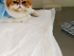 -康旭宠物医院(郑州总院)