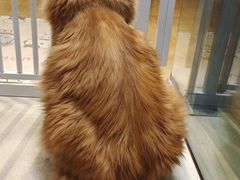 -藏猫猫咖啡主题馆(中央大道店)