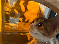 -momokira米努特·德文卷毛猫·棉花面纱犬