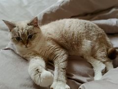 -德元·美联众合24小时动物医院(总院)