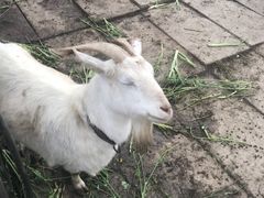 -小鱼草莓采摘园农家乐·小鱼餐厅