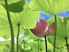 -荷塘月色湿地公园·向阳花洲