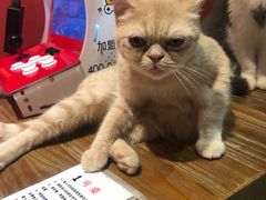 -猫色咖啡·猫咖