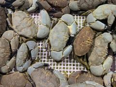 -霞涌市场海鲜摆卖区