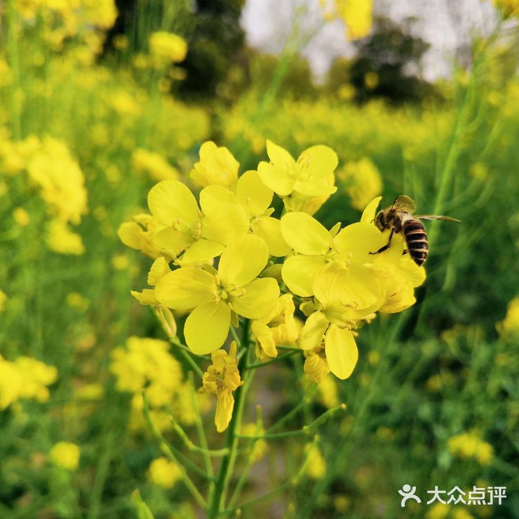 三月里的世纪公园，最喜欢这片油菜花田❤️