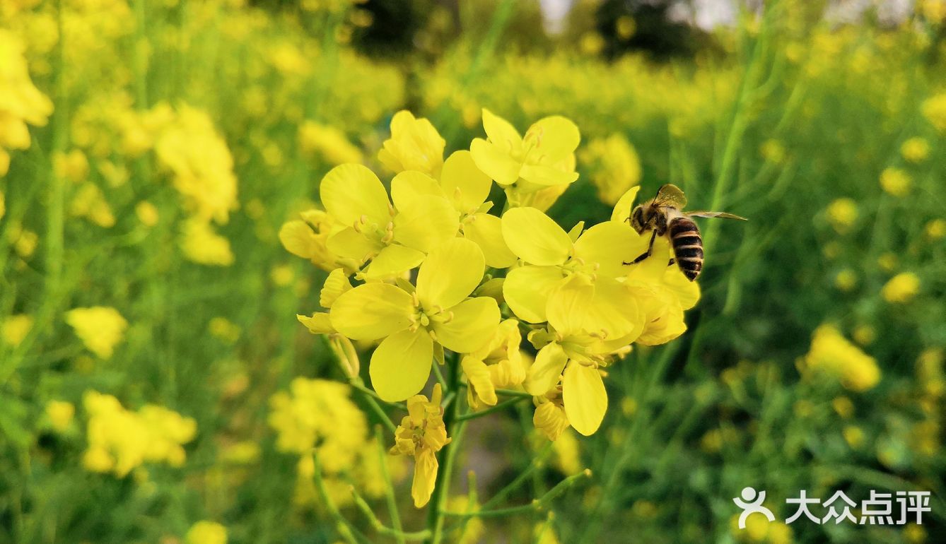 三月里的世纪公园，最喜欢这片油菜花田❤️