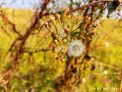 -湖南东洞庭湖国家级自然保护区