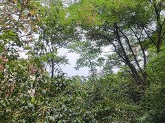 -富斯特索道