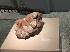 -浙江自然博物院(杭州馆)
