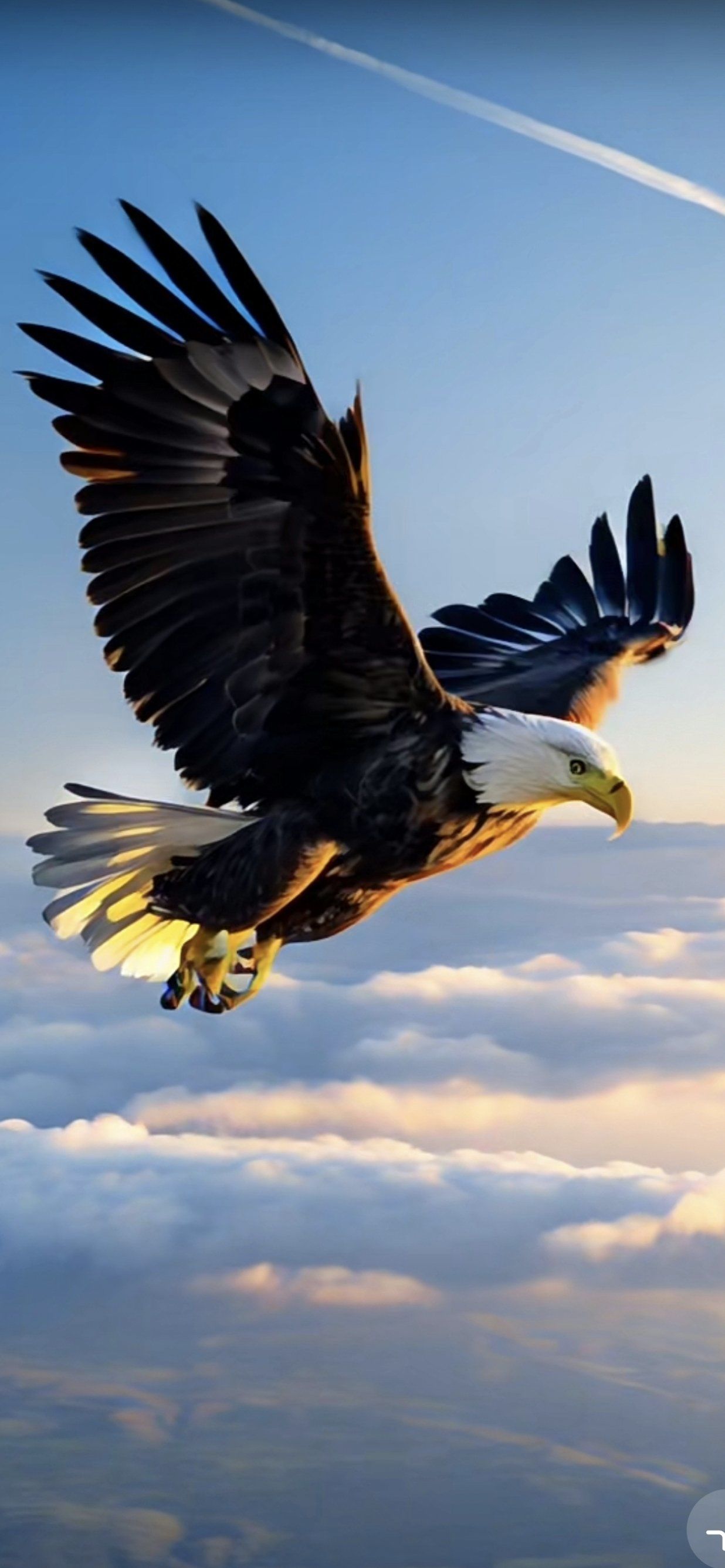 今日见雄鹰翱翔天际.其双翅展开,借气流盘旋