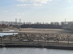 -溱湖国家湿地公园