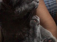 -猫大福·Fortune Cat猫舍(百子湾店)