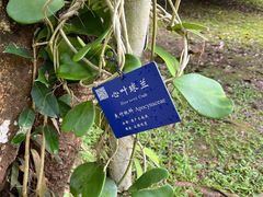-中国科学院西双版纳热带植物园