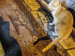 -岱晓海港海鲜粥