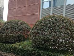 -极光口腔·矫正种植修复(锦江店)