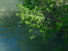 -扬州大运河文化旅游度假区·盆景园