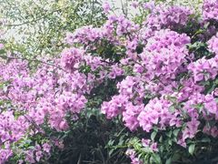 -野象谷景区