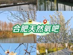 -合肥滨湖国家森林公园