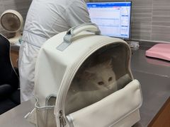 -瑞派名望志远动物医院·猫科·內科·异宠专科(直港大道店)