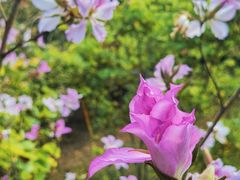 -香蜜公园