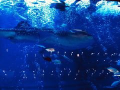 -成都浩海立方海洋公园