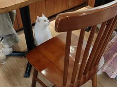 -有猫主题·治愈系猫咖(曾厝垵店)