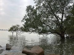-宝安西湾红树林湿地公园