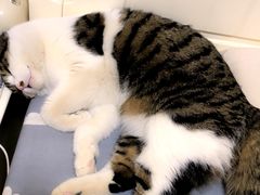 -乖乖宠物医院·猫科·急重症中心(车站北路分院)