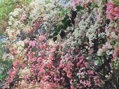 -深圳国际园林花卉博览园