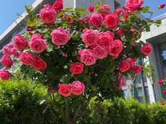 -中国药科大学（江宁校区）-图书馆