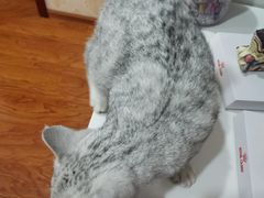 -瑞鹏宠物医院·爱宠堂·骨外专科(西荷分院)