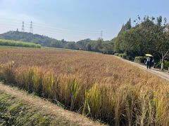 -八卦田遗址公园