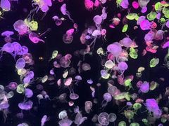 -珠海长隆海洋王国