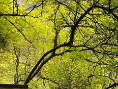 -华蓥山天意谷景区