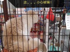 -1013 PET SHOP精品宠物商店(丁香店)